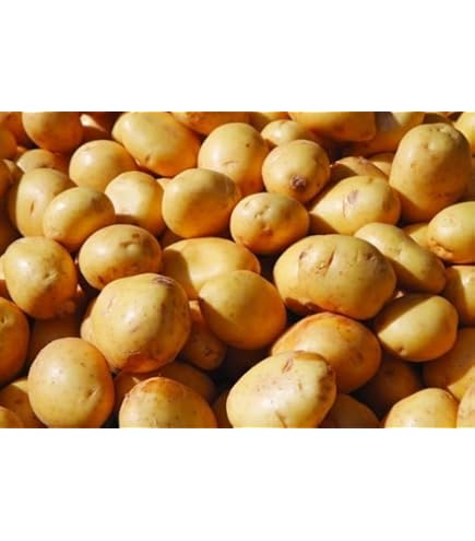 Amazon.com: Yukon Gold Seed Potatoes Non GMO for Planting