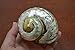 Large South Africa Sarmaticus Turbo Hermit Crab Sea Shell 3