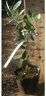 Amazon フェイジョア苗木 アポロ Aporo 5号ポット 果物