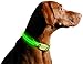 Illumiseen LED Dog Collar USB Rechargeable - Bright & High Visibility Lighted Glow Collar for Pet Night Walking - Weatherproof, in 6 Colors & 6 Sizes (Green X-Large)