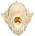 Clear Creek Trading Real Bone Skunk Skull