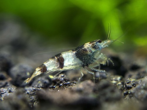 1 Live Freshwater Bee Shrimp (Caridina cantonensis - 1/2 to 1 inch - Wild Form of Crystal Red/Black Shrimp) by Aquatic Arts