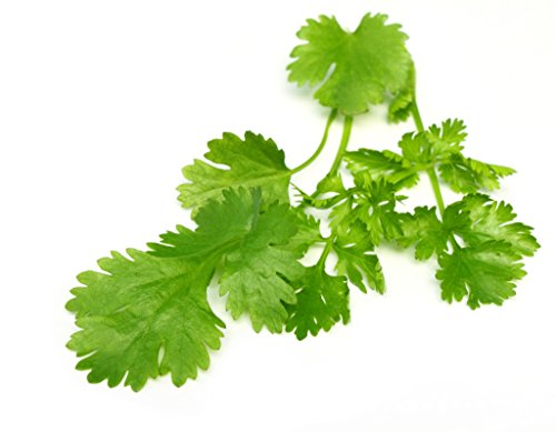Knorr Garlic and Coriander Bouillon Cubes 8 Pack 72 grams Stock Cubes Garlic Coriander Seasoning Mix