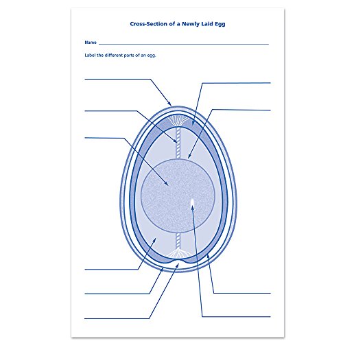 Learning Resources Chick Life Cycle Exploration Set
