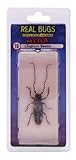 DeAgostini Real Bugs Longhorn Beetle Bug