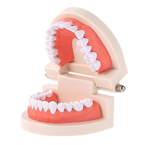 Dentures Dental teeth teaching model Adult Gums Standard Demonstration Tool for Kindergarten Brushing Teaching By Brigedental - Thumbnail 7