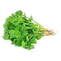 200 Cilantro Seeds - Coriander, Chinese Parsley, Coriandrum Sativum - by RDR Seeds