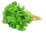 200 Cilantro Seeds - Coriander, Chinese Parsley, Coriandrum Sativum - by RDR Seeds