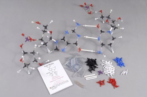 Ryler Enterprises Nucleotides (Adenosine) Molecular Model Kit (318 Pcs)