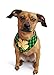 Tail Trends St. Patricks Day Dog Bandanas with Lucky Gold Clover Applique for Medium to Large Sized Dogs - 100% Cotton (L)