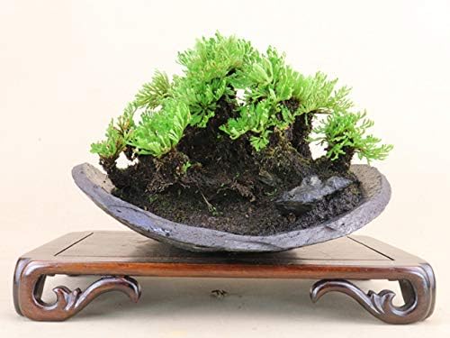 小豆島産 姫ヒバ 岩松 岩ヒバ 鉢 南蛮皿 いよじ園 中品サイズ 在庫限り