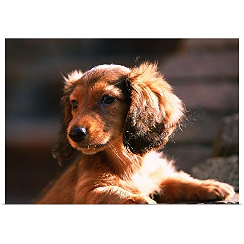 Poster Print Entitled Miniature Dachshund Great Big Canvas 3