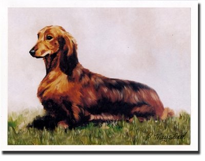Amazon Com Longhaired Red Dachshund Notecards Pet Supplies