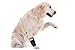 Pfaff Nature Pet Premium Carpal Splint/Carpal Joint Bandage for Dogs (Large)