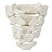 Axis Scientific 5 Year Old Child Skeleton, Half Disarticulated Skeleton Replica, Includes Growth Plates Secured with Magnets and a 3 Year Warranty