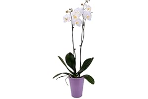DecoBlooms Premium Orchid Plant – 5" Blooms, Modern Pot, Live Indoor Gift for Birthday, Anniversary, Sympathy, Thank You, Get Well