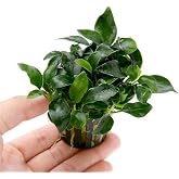 Marcus Fish Tanks Anubias Nana Petite Live Aquarium Plants Potted Freshwater Auatic Plant
