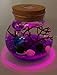 OMEM Aquarium Kits-Living Moss Ball,Valentine Gift Sea Fan, Gravel, Cone Seashell, Work Desk Decoration (Purple)