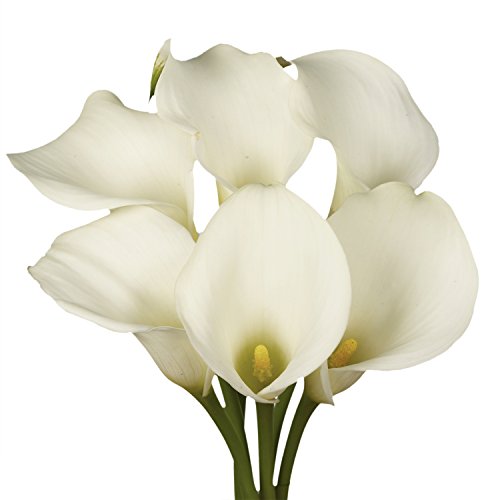 GlobalRose 18 Fresh Open Cut White Calla Lilies - Fresh Flowers For Birthdays, Weddings or Anniversary.