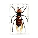 QTMY Biology Science World Collection of Real Insect Specimen Paperweight (Vespa)
