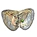2018-Freshwater Cultured Love Wish Pearl Oyster with Round Pearl Inside 20 Colors (Random Color 20 PCS 7-8mm)