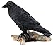 Top Collection Raven Perched on Branch Statue - Collectible Hand Painted Crow Sculpture with Key - 6.25-inch Decorative Figurine