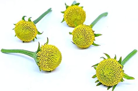 30 Acmella Oleracea (Buzz Buttons) Fresh Flowers NHKM59