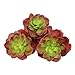 Greatflower Pack of 4 Purplish Red Single Artificial Succulent 4