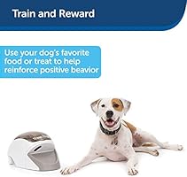 manners minder dog training