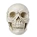 Human Skull Art Teaching Model Medical Realistic 1:1 Adult Size Replica Resin,Scary Halloween Decorations