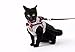 Bestag Cat Harnesses Traction Kit Elegant British Style Jacket with Leash and Collar (Large, Gray)