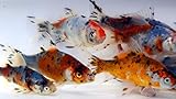 Toledo Goldfish Live Shubunkin Goldfish for Aquarium, Tank, or Garden Pond - Live Shubunkin Goldfish - Born and Raised in The USA - Live Arrival Guarantee (4 to 5 inches, 25)