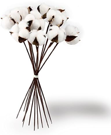 Cade Rustic Decor- Cotton Stems-12 Inch Cotton Balls Farmhouse Style Display Filler-Real Cotton-Flexible Stems for Home Decor (12)