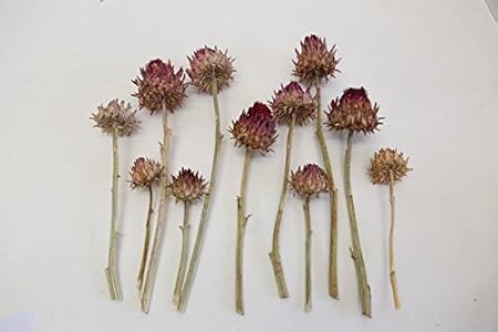 5 X Fleurs Sechees Artichaut L Fleurs Sechees Floral