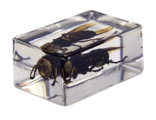 4 Celestron+44408+Specimen+Green+Yellow