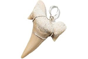 Erliway Authentic Shark Tooth, 1" Morocco Fossil Raw Rocks and Minerals, Wire Wrapped Shark Tooth for Fossil Collections and Jewelry Making