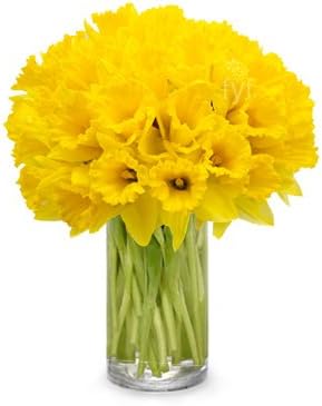 From You Flowers - Spring Daffodils - Premium (Free Vase Included)
