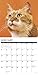 Just Ginger Cats 2020 Wall Calendar