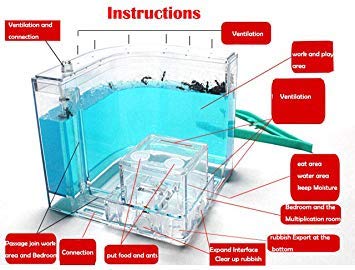 image for Ruixunte Shipping Ant Farm Labyrinth Nursery Clear Plastic Maze Feedin