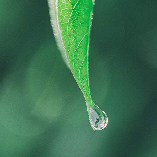 Stevia Flüssig SüÃstoff Tropfen 200ml, zum SüÃen Backwaren, Perfekt für tee und Coffe – Bild 6