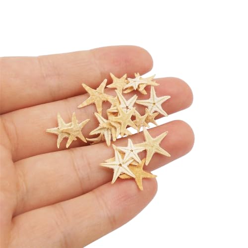 Photo 1 of Julie Wang 20PCS 0.2-0.5 inches Tiny Small Miniature Natural Starfish Micro-Landscape Beach Wedding Nautical Ornament Shells Resin Craft DIY Vase Filler Size 0.5-1.5cm
