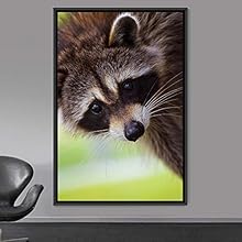 signwin Framed Canvas Wall Art Raccoon Animals Expressive Farmhouse/Country Living Room Monkey Multicolor Photography - 24x36 inches