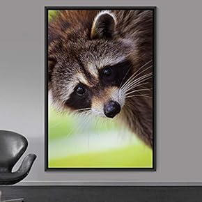 signwin Framed Canvas Wall Art Raccoon Animals Expressive...
