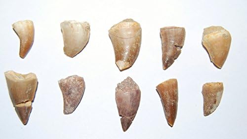 Mosasaur Dinosaur Tooth LOT OF 10 Pieces Fossils Teeth 85 Mill Yr Old #546 5o
