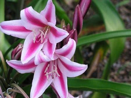 Floriculture Greens IMP. Crinum