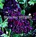 100 Pcs, Geranium Seeds, Potted Balcony, Diy Planting Flowers Sprouting 95% Mixed Colors