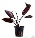 Echinodorus Aflame Amazon Sword Purple Knight Potted Live Aquarium Plants Decorations Aquatic by Mainam