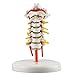 Cervical Vertebra Arteria Spine Spinal Nerves Anatomical Model Anatomy New