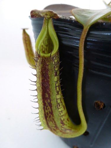 Amazon 食虫植物 Nepenthes Fusca ネペンテス フスカ 観葉植物 オンライン通販