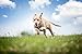 Solid Gold Dry Dog Food for Adult & Senior Dogs - Made with Real Beef, Egg, and Pea - Barking at The Moon High Protein Dog Food for Energy, Digestive and Immune Support - 24 LB Bag